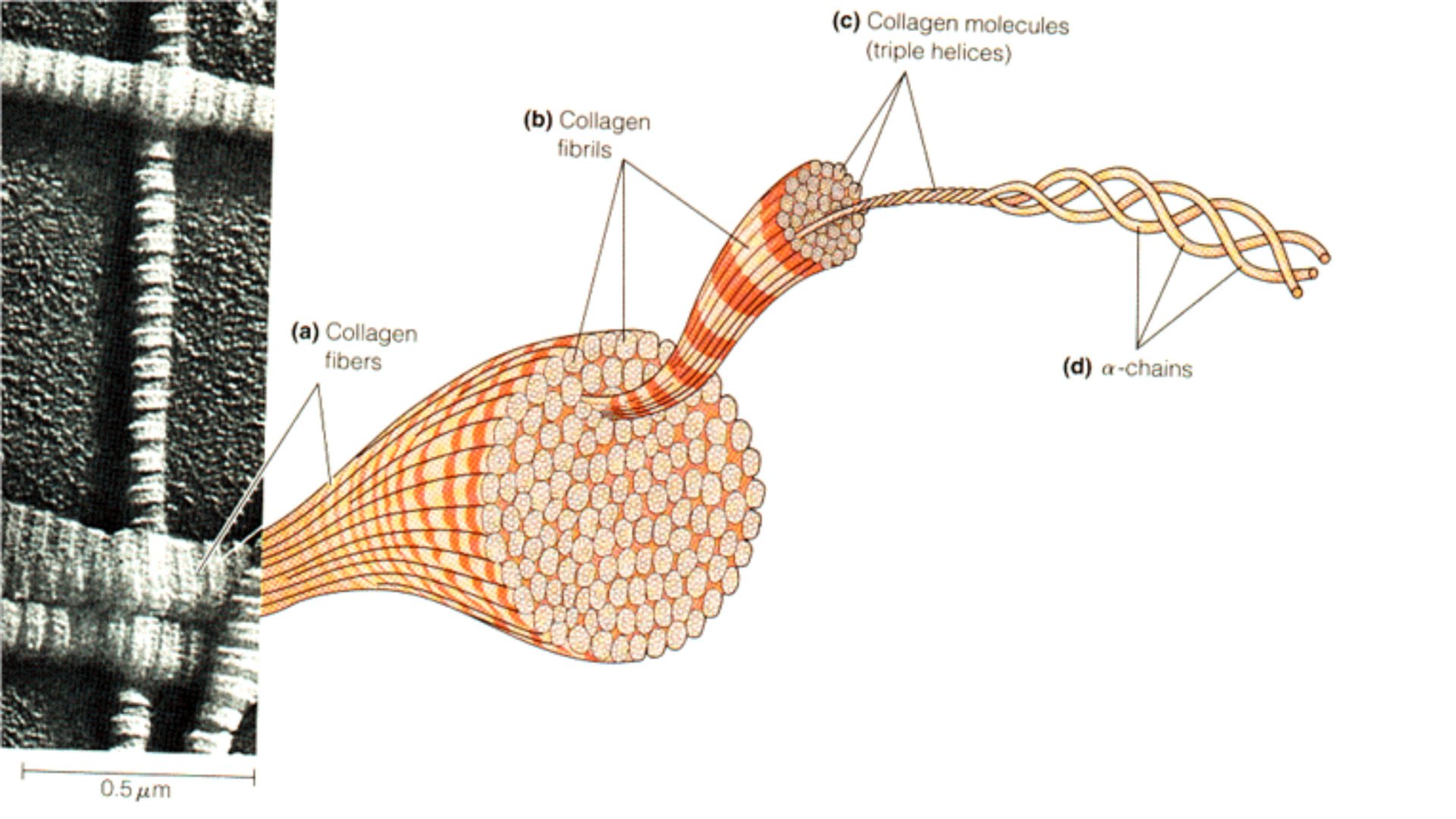 Ilustrasi struktur kolagen