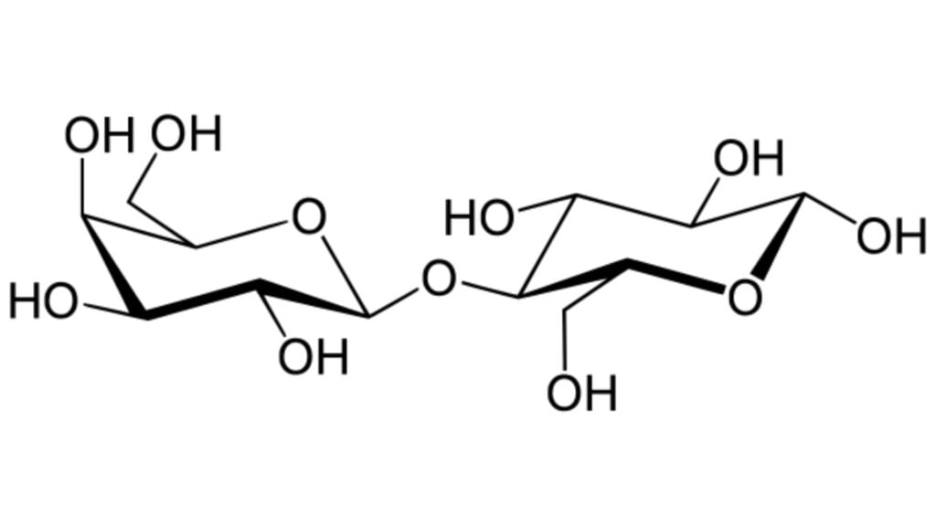 enzim laktosa