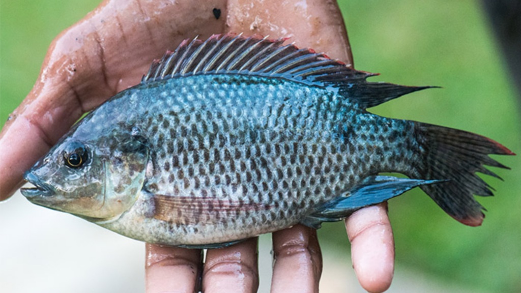 kolagen ikan tilapia mozambique