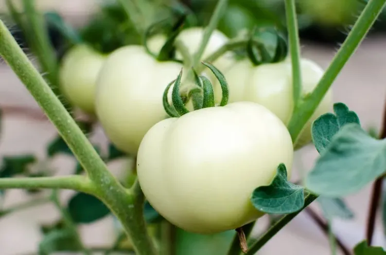 White tomato