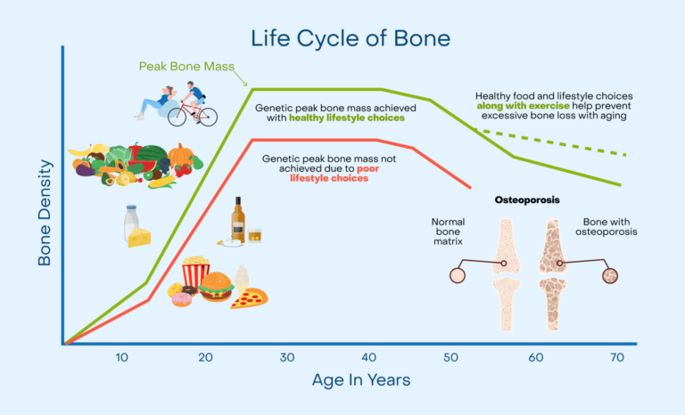 Bone Life Cycle