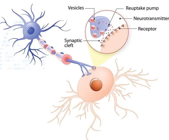 Structure of a typical chemical synapse. neurotransmitter release mechanisms. Neurotransmitters are packaged into synaptic vesicles transmit signals from a neuron to a target cell across a synapse.