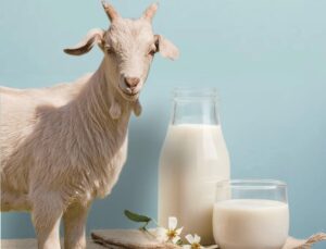 susu kambing